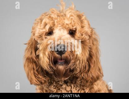 Red cockapoo, 1 year old, UK.