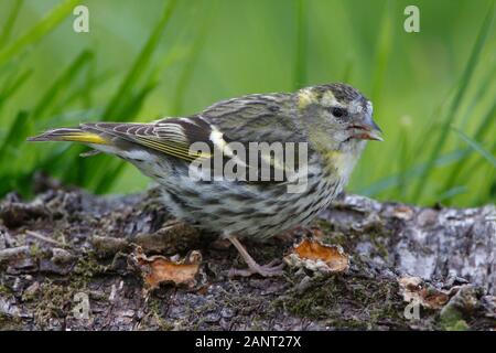 SISKIN (Carduelis spinus) perched on a log in a rural garden, Scotland, UK.