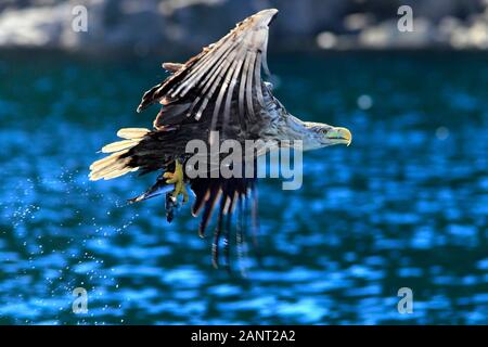 WHITE-TAILED EAGLE or sea eagle, Scotland, UK. Stock Photo