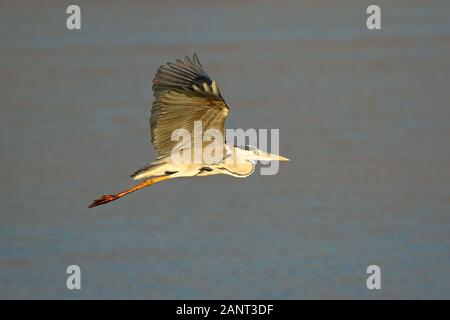 A grey heron (Ardea cinerea) in flight, Kruger National Park, South Africa Stock Photo