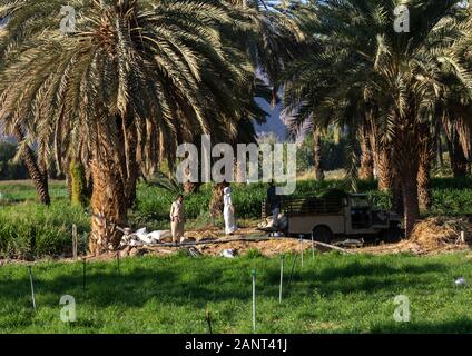 Men working in the garden of an oasis, Najran Province, Najran, Saudi Arabia Stock Photo