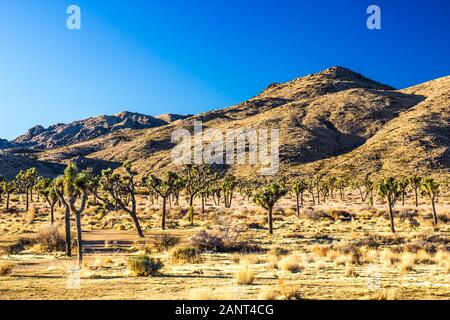Young Joshua Trees In High Desert In Early Morning Sunrise Stock Photo