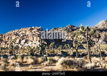 Joshua Trees At Base Of Rock Formations In High Desert In Early Morning Light Stock Photo
