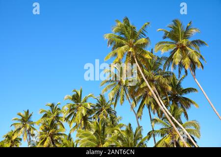 Coconut palm trees against the blue sky. Stock Photo