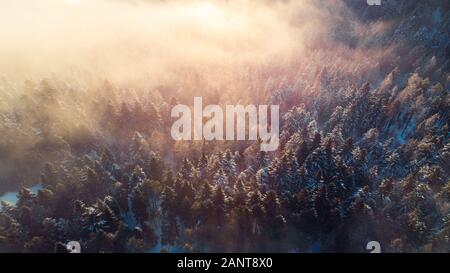 Breathtaking Sunrise over Pine Trees Forest in Winter. Sunlight Beams over Spruce Trees. Aerial view.