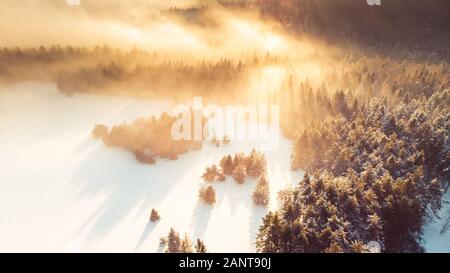 Fog over Pine Trees Covered in Snow at Cold Sunrise in Winter. Aerial Drone View.