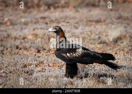 The Wedge-tailed Eagle is the largest bird of prey in Australia. Stock Photo