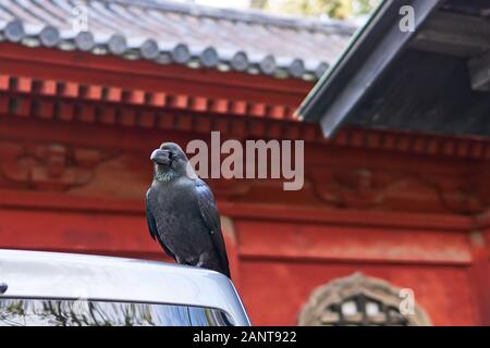 A large-billed crow (also known as a jungle crow, Corvus macrorhynchos) rests on the top of a car in front of a red Japanese temple gate in Tokyo. Stock Photo