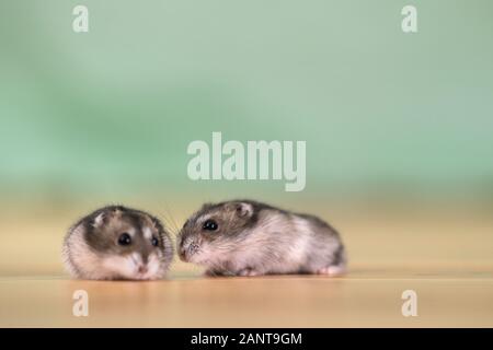 Closeup of two small funny miniature jungar hamsters sitting on a floor. Fluffy and cute Dzhungar rats at home. Stock Photo