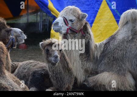 the Camel family in front of the big Top Stock Photo