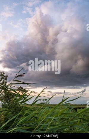 Beautiful cumulus cloud over the landscape of Holland. Tall grass in the foreground is waving in the wind. Stock Photo