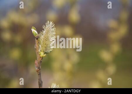 Close-up of Salix 'Smith' Willow tree buds and flower blossoms in spring Stock Photo