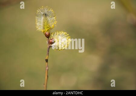 Close-up of Salix 'Smith' Willow tree buds and flower blossoms in spring Stock Photo