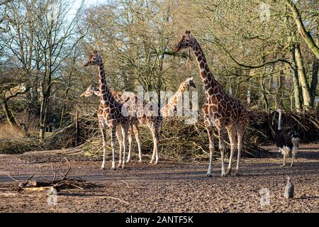 Giraffes in Copenhagen Zoo Stock Photo