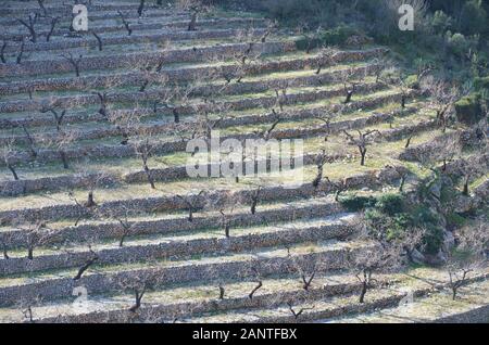 Dry stone-walled terraced almond tree orchards near the village of Castell de Castells (La Marina, Alicante, southern Spain) Stock Photo