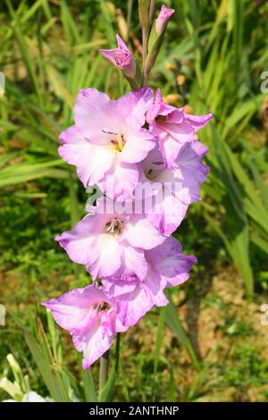 bunch of beautiful blooming purple gladiolus flower in the field Stock Photo