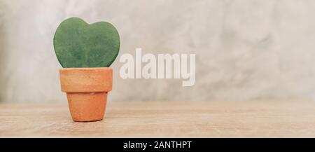 Hoya kerrii Craib in pot plant and Heart shaped plant for gift Stock Photo