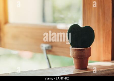 Hoya kerrii Craib in pot plant and Heart shaped plant for gift Stock Photo