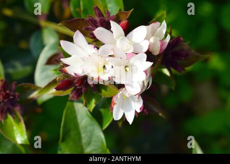 a close-up picture of a bunch of blooming Daphne odora Stock Photo