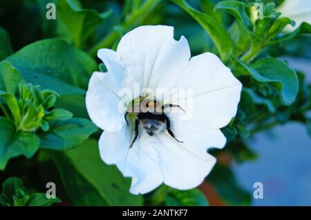 A large bumblebee collects pollen from a petunia flower with white petals and green leaves.