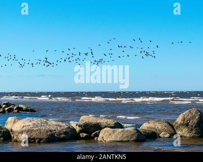 sea landscape with rocky silhouettes in the foreground and flying bird silhouettes in the background Stock Photo