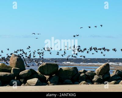 sea landscape with rocky silhouettes in the foreground and flying bird silhouettes in the background Stock Photo