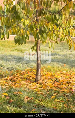 Fallen leaves concept. Autumn and fall concept. Autumn colored fallen leaves on the ground in the sun under a tree. October. Leaf Fall. Colorful Stock Photo