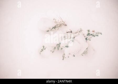 Close up of a small shrub juniper covered with white snow in a winter forest. Top view, copy space Stock Photo