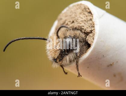 Orchard Mason Bee Male Exits Paper Nesting Straw Stock Photo