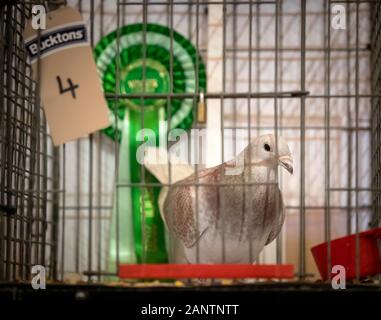 A prize winning pigeon during British Homing World Show of the Year, the largest pigeon show of its kind in Europe, at the Winter Gardens in Blackpool. Stock Photo