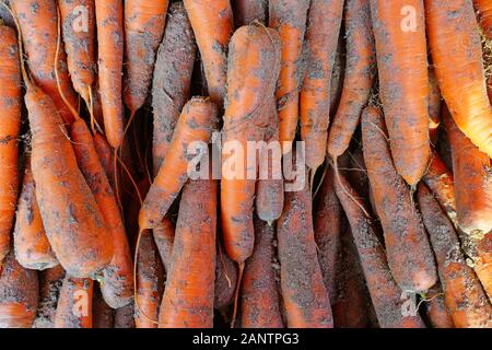 Fresh organic sand carrots with soil for sale at a farmers market Stock Photo