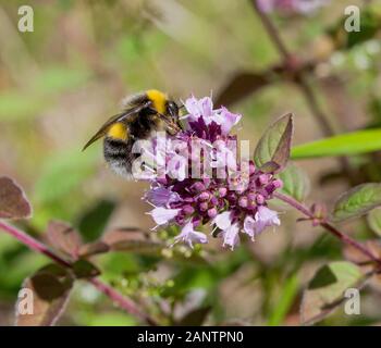 BUMBLEBEE out in garden on flower of Oregano Stock Photo