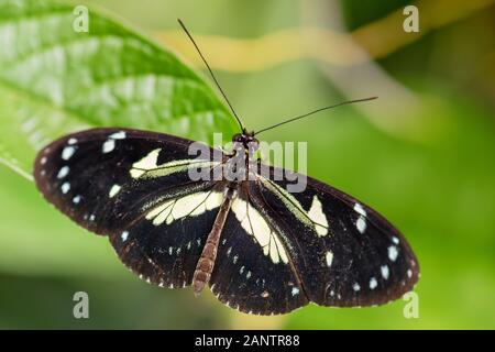 Atthis longwing - Heliconius atthis, beautiful colored brushfoot butterfly endemic to western Ecuador. Stock Photo