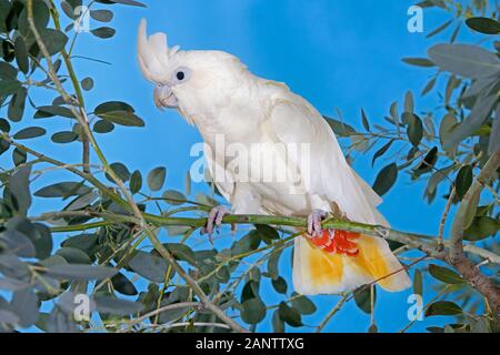 PHILIPPINE COCKATOO OR RED-VENTED COCKATOO cacatua haematuropygia, ADULT STANDING ON BRANCH Stock Photo