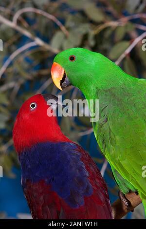 ECLECTUS PARROT eclectus roratus, MALE AND FEMALE Stock Photo