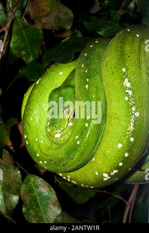 GREEN TREE PHYTON morelia viridis, ADULT Stock Photo