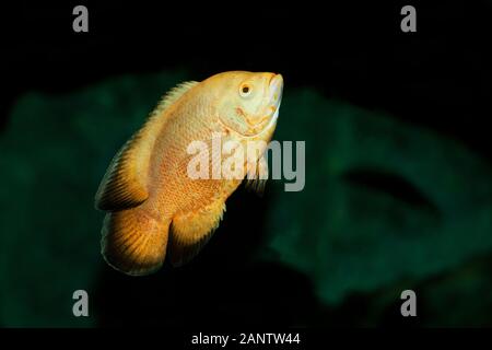 TIGER OSCAR FISH astronotus ocellatus Stock Photo