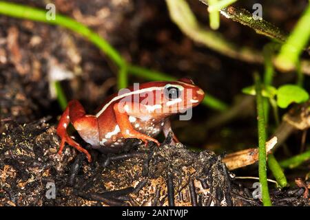 PHANTASMAL POISON FROG epipedobates tricolor, ADULT Stock Photo