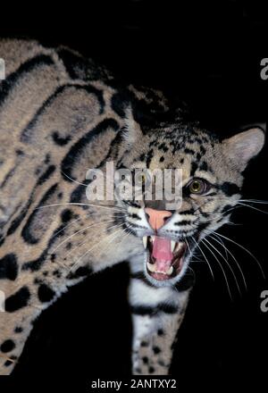 CLOUDED LEOPARD neofelis nebulosa, ADULT SNARLING Stock Photo