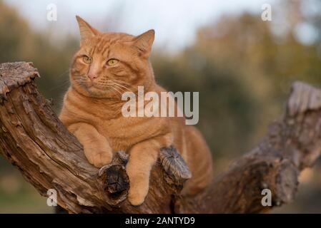 Ginger tabby cat in a tree Stock Photo