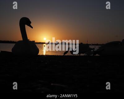 Sheerness, Kent, UK. 19th Jan, 2020. UK Weather: 'swan lake' - mute swans at sunset at Barton's Point lake in Sheerness this evening. Credit: James Bell/Alamy Live News Stock Photo