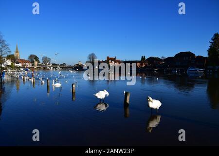 The River Thames in Marlow, Buckinghamshire, UK, burst its banks, causing flooding and the closure of footpaths covered by water. The wooden posts (in the water) are on the footpath! 19 January 2020 Stock Photo