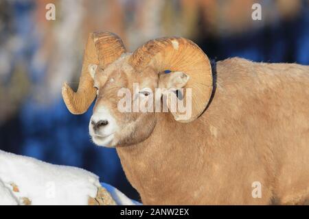 Bighorn sheep in Jasper Alberta Canada Stock Photo