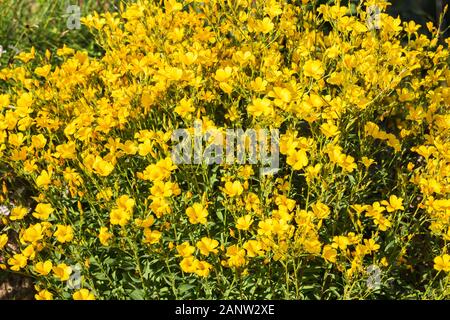 Yellow flax (Linum) flowers lit by the sun. Natural floral background. Stock Photo