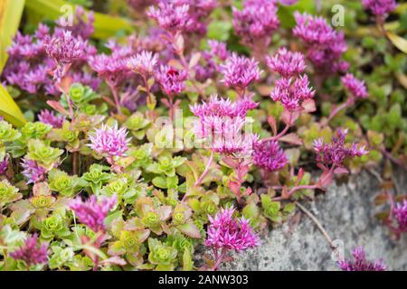 Caucasian Stonecrop (Sedum spurium) in garden. Natural floral background Stock Photo