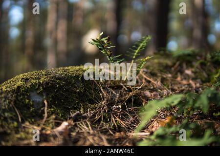 detail of small fern in nature Reserve Rocks in Krynki in Świętokrzyskie Voivodeship in Poland Stock Photo