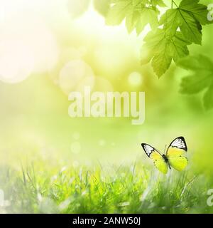 Closeup nature view of green leaf and butterfly on blurred greenery background in garden with copy space and background natural green plants landscape Stock Photo