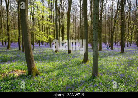 Family walking through woods filled with bluebell flowers, Ashridge Forest, the Chiltern Hills near Ringshall, England, United Kingdom Stock Photo