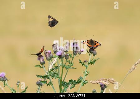 Small Tortoiseshell Butterflies (Aglais Urticae) Feeding on Creeping Thistle (Cirsium Arvense) with a Third Butterfly in Flight Stock Photo