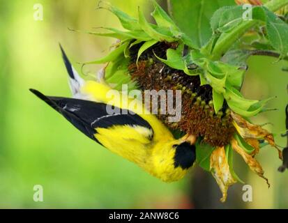 A beautiful American Goldfinch eating sunflower seeds in the summer Stock Photo